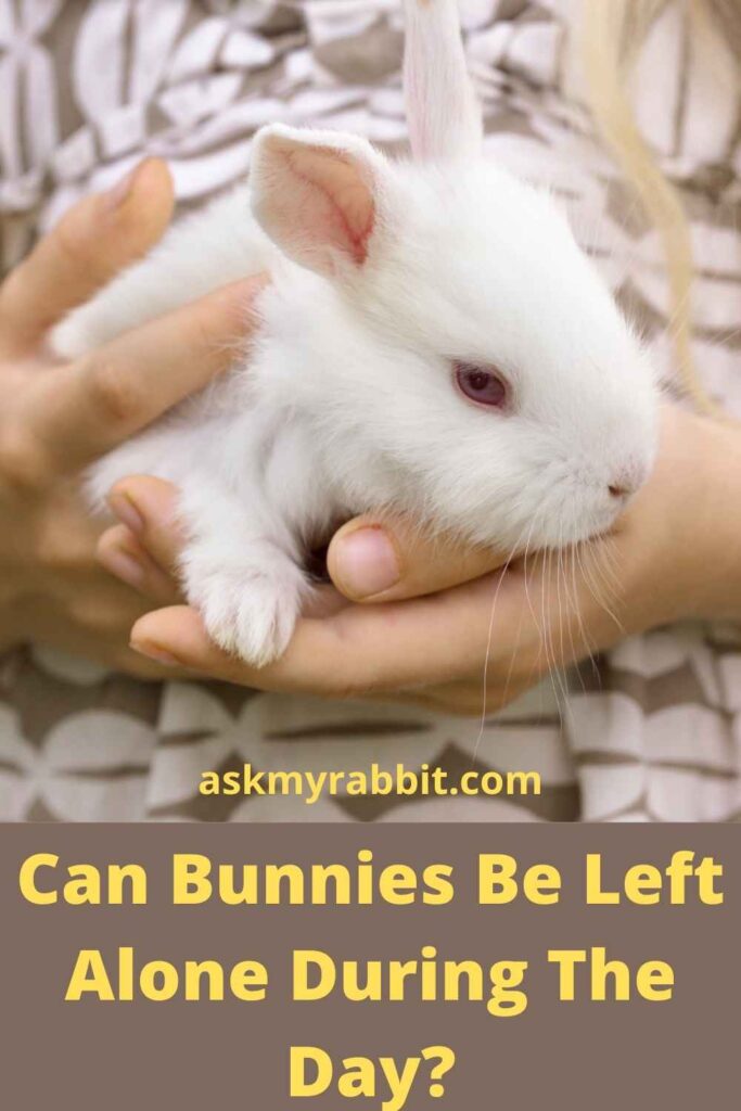 Can Bunnies Be Left Alone During The Day?