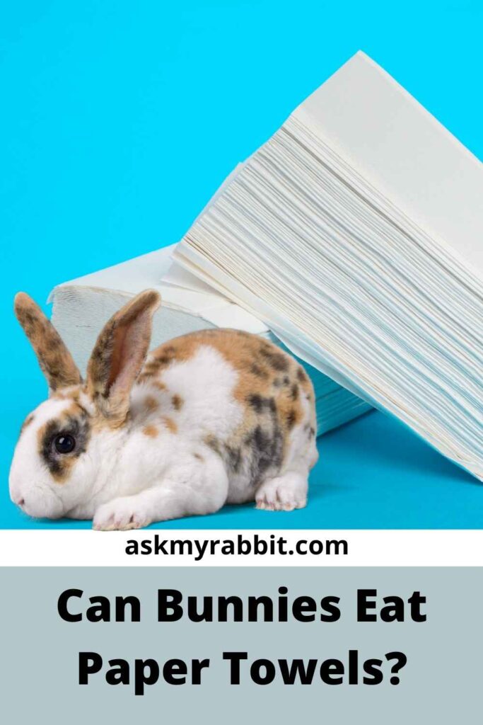 Can Bunnies Eat Paper Towels?