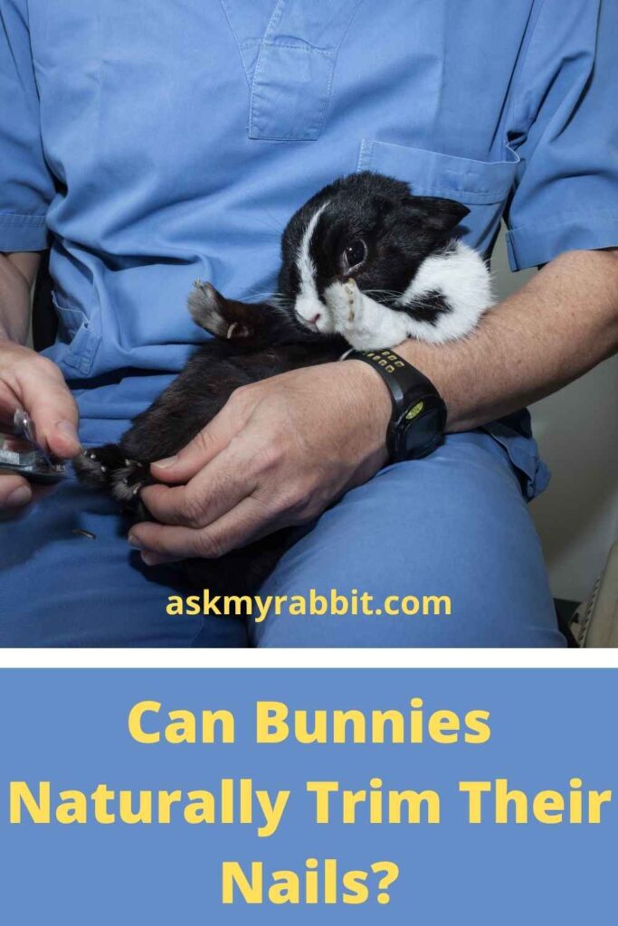 Can Bunnies Naturally Trim Their Nails?