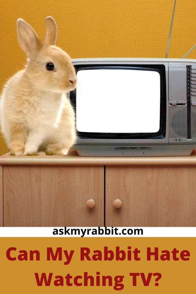 Can My Rabbit Hate Watching TV?