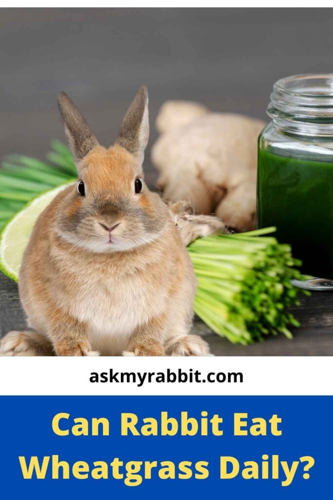 Can Rabbit Eat Wheatgrass Daily?