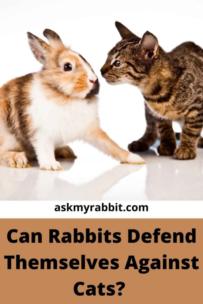 Can Rabbits Defend Themselves Against Cats?