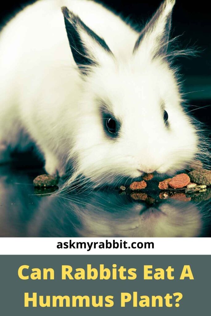 Can Rabbits Eat A Hummus Plant?