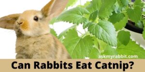 Can Rabbits Eat Catnip or Catmint? Is Catnip Safe For Rabbits?