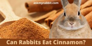 Can Rabbits Eat Cinnamon? Is Cinnamon Toxic To Rabbits?