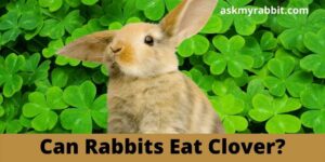 Can Rabbits Eat Clover? Is Too Much Clover Bad For Rabbits?