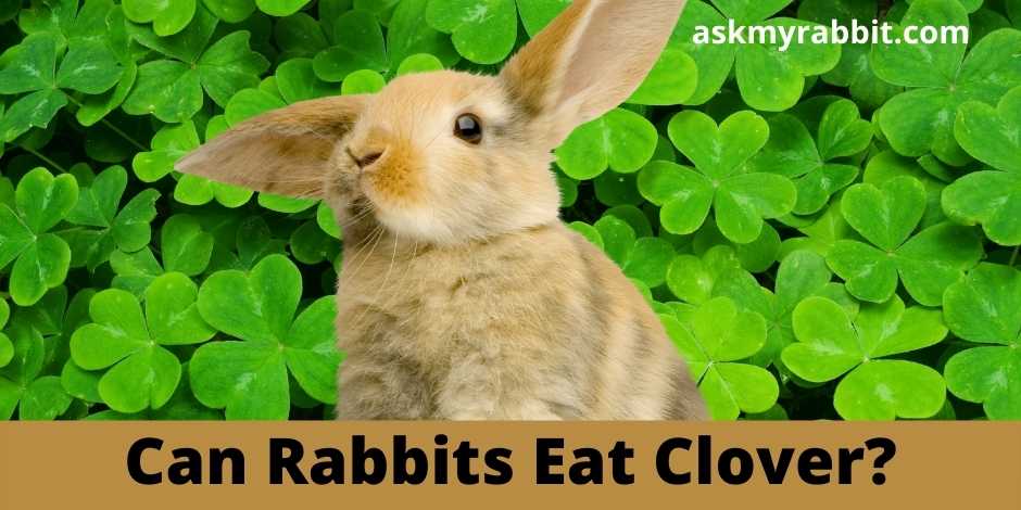 Can Rabbits Eat Clover?