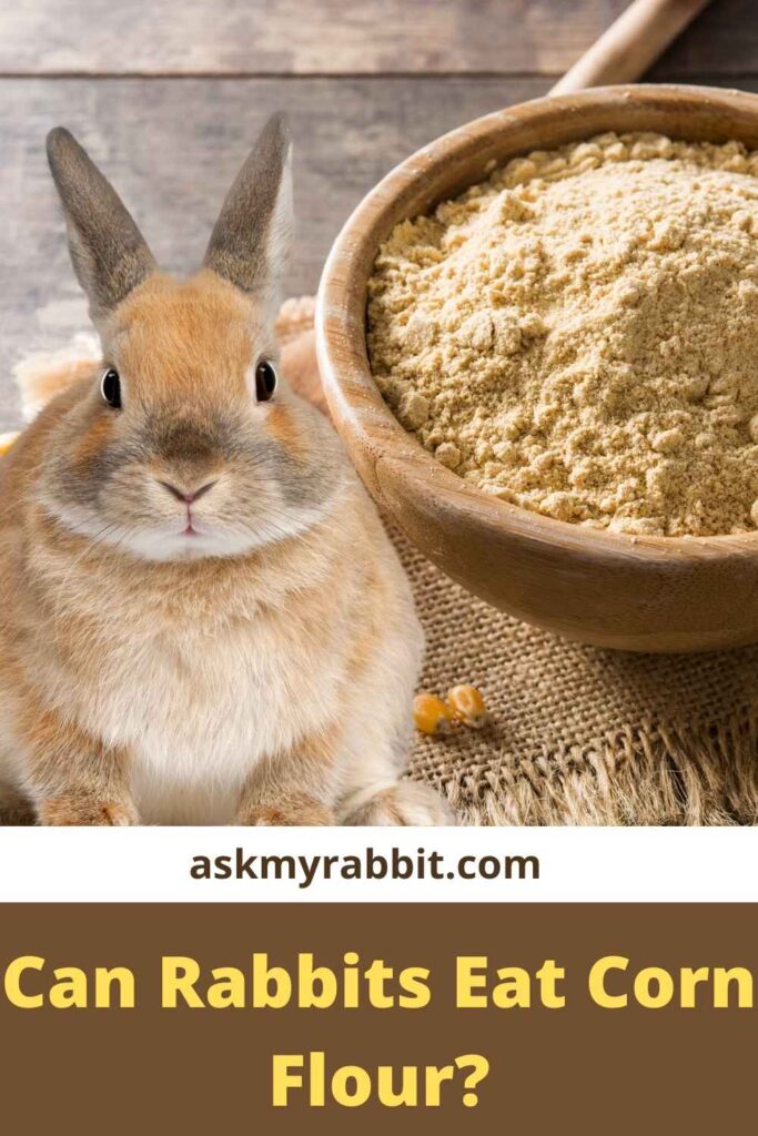 Can Rabbits Eat Corn Flour?