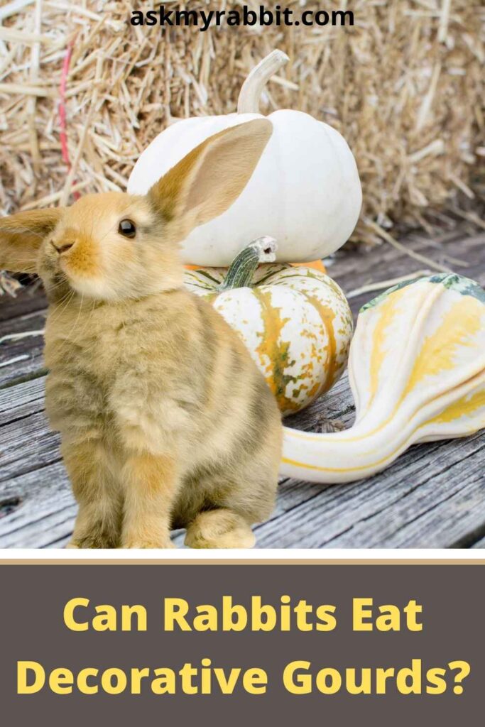 Can Rabbits Eat Decorative Gourds?