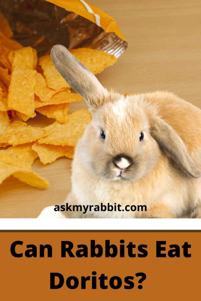 Can Rabbits Eat Doritos? 