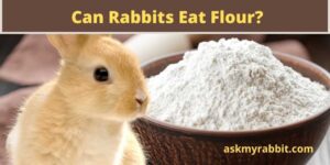 Can Rabbits Eat Flour? What Kind Of Flour Can Rabbits Eat?(Corn/Oat/Rice)