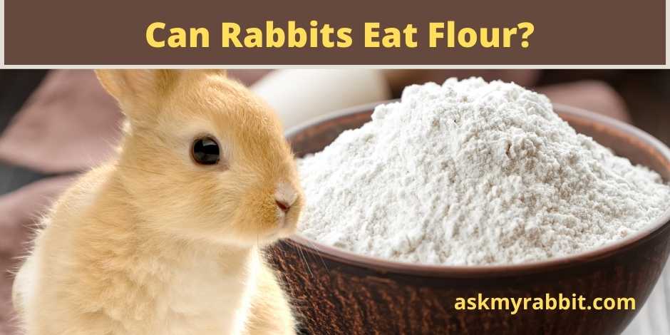 Can Rabbits Eat Flour?