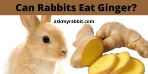 Can Rabbits Eat Ginger? (Ginger Root / Skin / Dried Powder/ Ginger Biscuit)