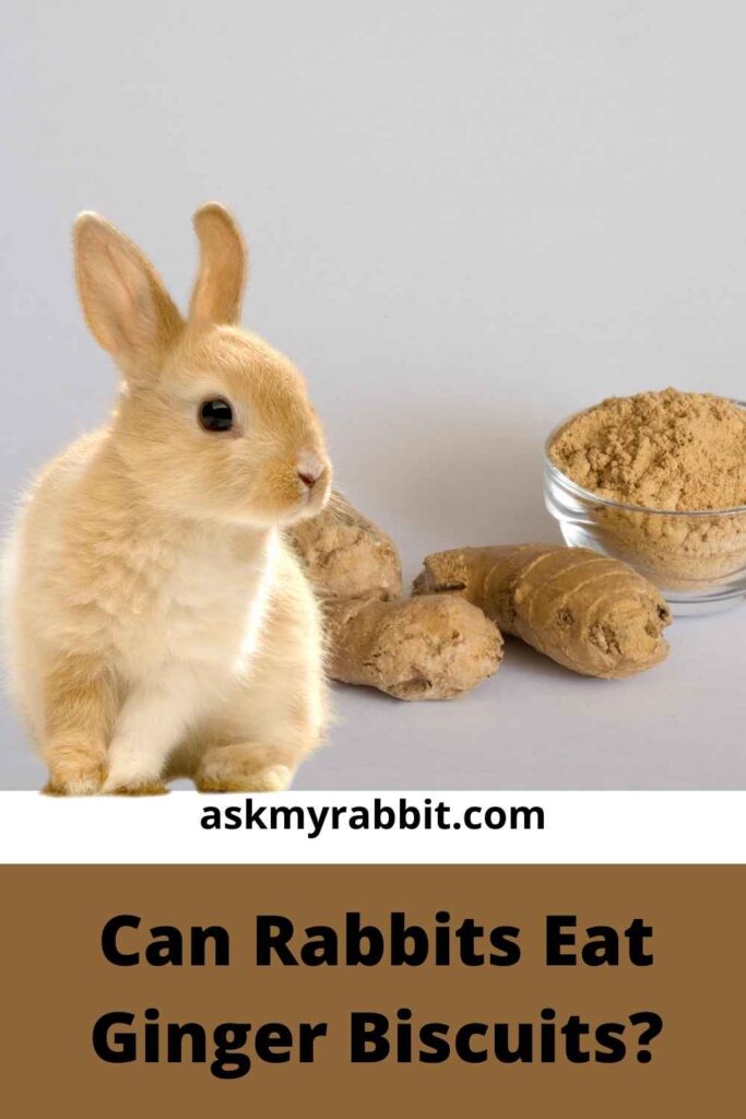 Can Rabbits Eat Ginger Biscuits?