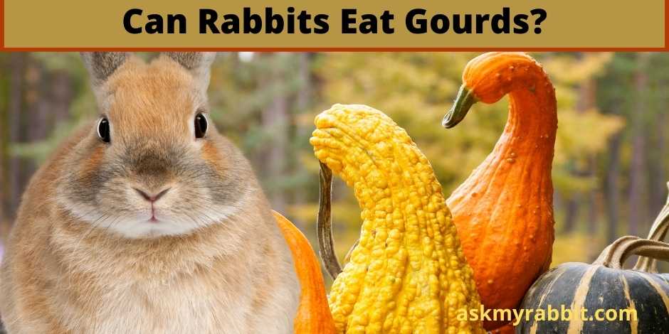 Can Rabbits Eat Gourds?