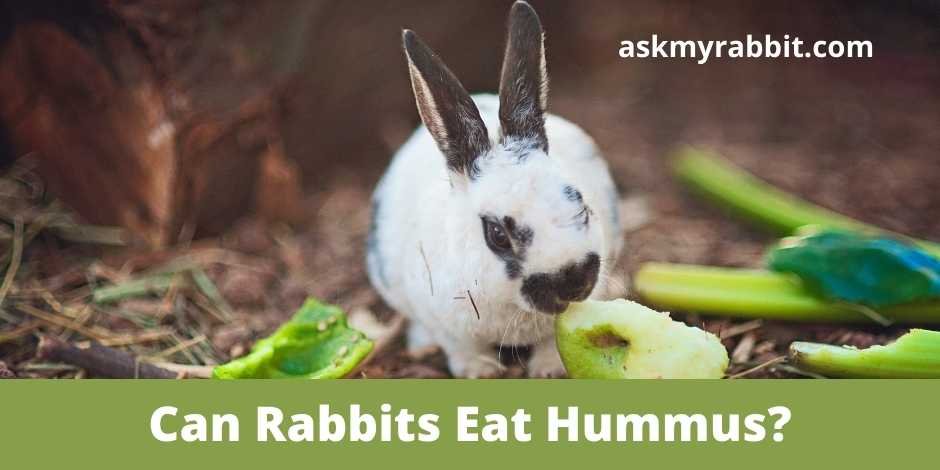 Can Rabbits Eat Hummus? 