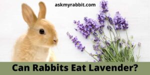 Can Rabbits Eat Lavender? Is Lavender Oil Safe For Rabbits?