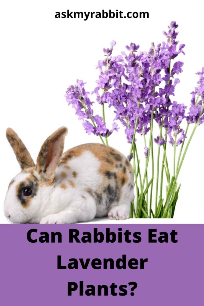 Can Rabbits Eat Lavender Plants?