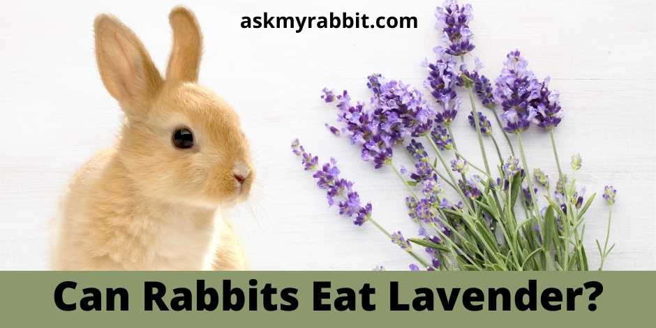 Can Rabbits Eat Lavender?