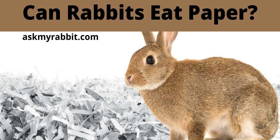 Can Rabbits Eat Paper?