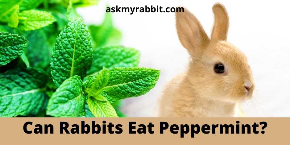 Can Rabbits Eat Peppermint? 