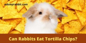 Can Rabbits Eat Tortilla Chips/Doritos/Cheetos/Nachos?