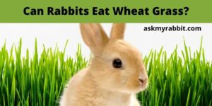 Can Rabbits Eat Wheat Grass? How To Grow Wheatgrass For Rabbits?