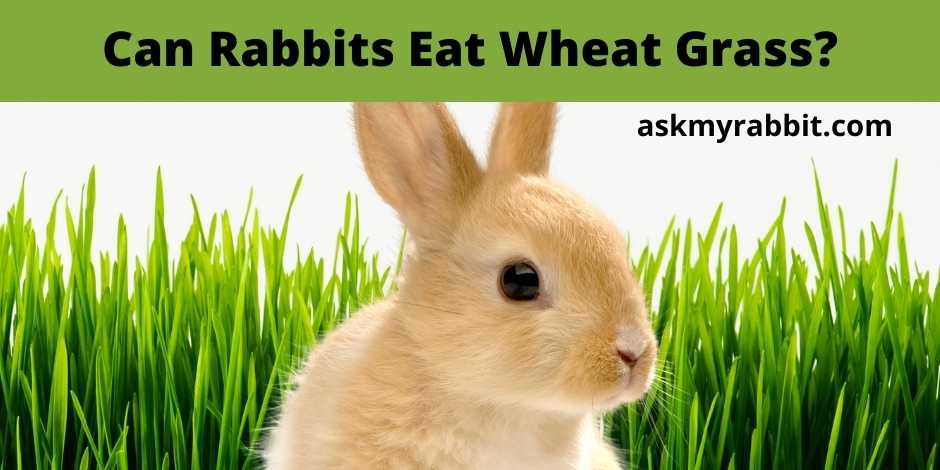 Can Rabbits Eat Wheat Grass?