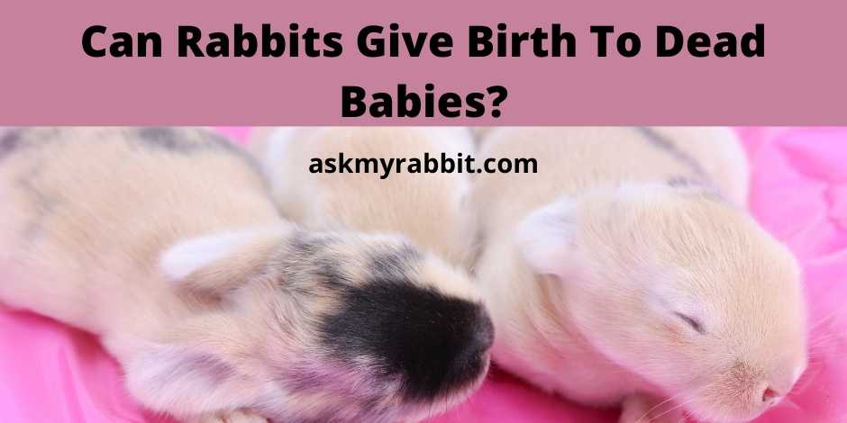 Can Rabbits Give Birth To Dead Babies?