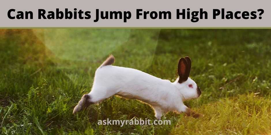 Can Rabbits Jump From High Places?