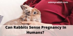 Can Rabbits Sense Pregnancy In Humans?