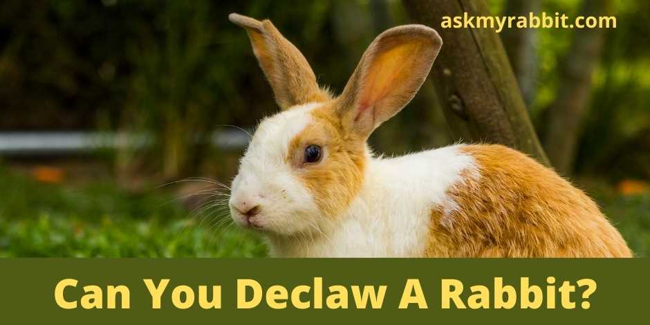 Can You Declaw A Rabbit?