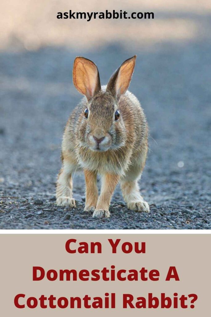 Can You Domesticate A Cottontail Rabbit?
