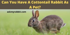 Can You Have A Cottontail Rabbit As A Pet? Is It Illegal To Keep A Wild Rabbit?