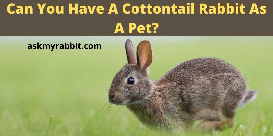 Can You Have A Cottontail Rabbit As A Pet?