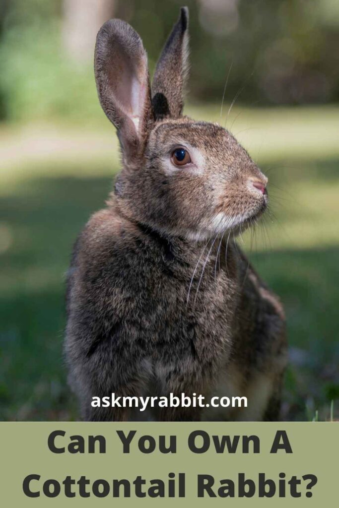 Can You Own A Cottontail Rabbit?