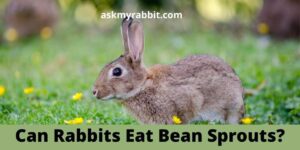 Can Rabbits Eat Bean Sprouts? Can Rabbits Have Brussel Sprouts?
