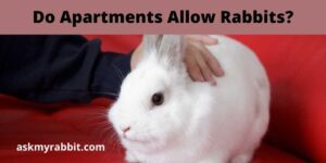 Do Apartments Allow Rabbits? How To Care For A Rabbit In An Apartment?
