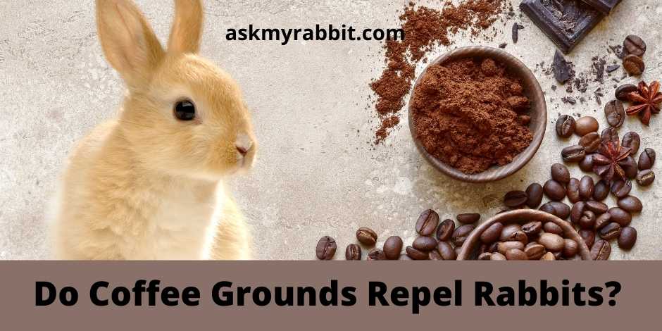 Do Coffee Grounds Repel Rabbits? 
