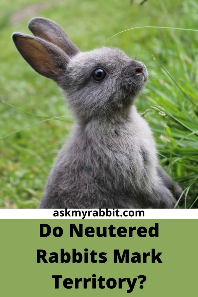 Do Neutered Rabbits Mark Territory?
