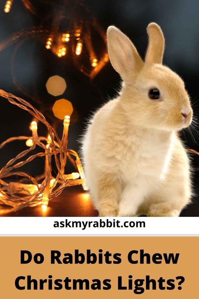 Do Rabbits Chew Christmas Lights?