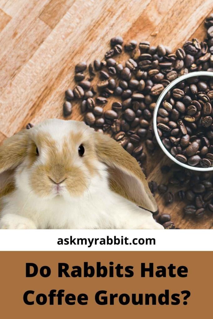 Do Rabbits Hate Coffee Grounds? 