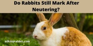 Do Rabbits Still Mark After Neutering?