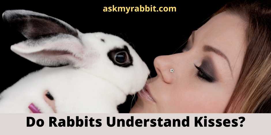 Do Rabbits Understand Kisses?