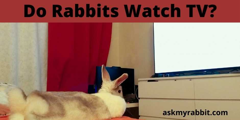 Do Rabbits Watch TV?