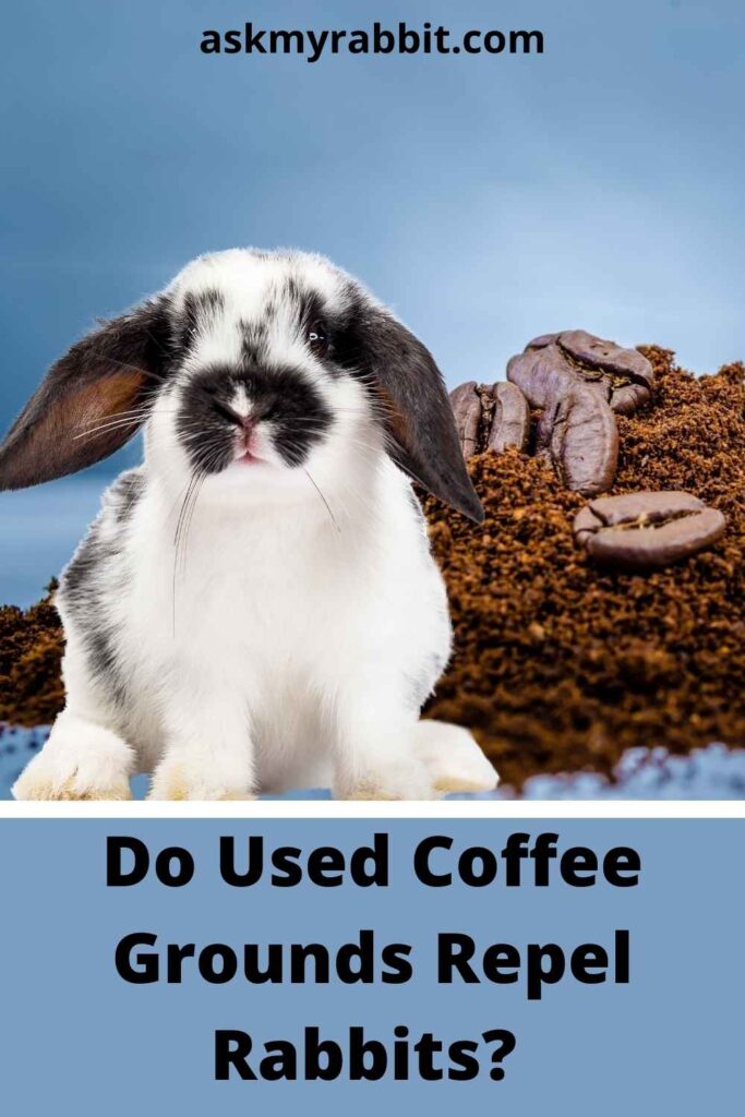 Do Used Coffee Grounds Repel Rabbits? 