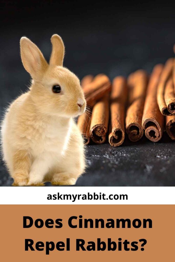 Does Cinnamon Repel Rabbits?