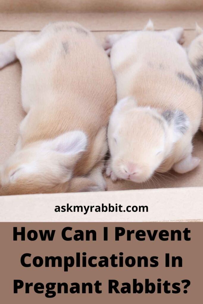 How Can I Prevent Complications In Pregnant Rabbits?