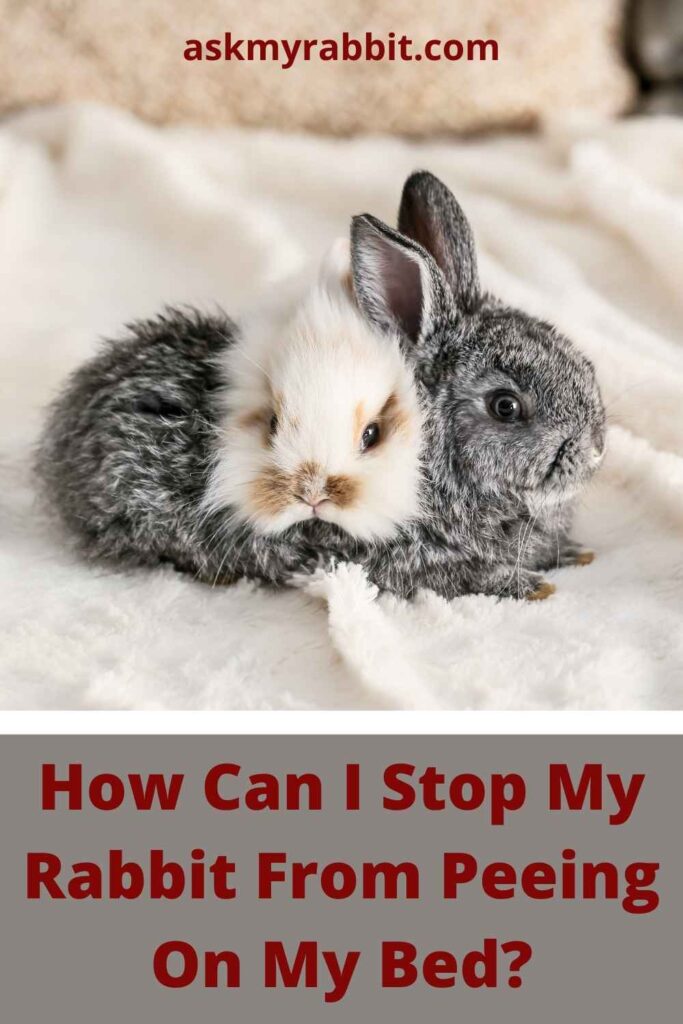 How Can I Stop My Rabbit From Peeing On My Bed?