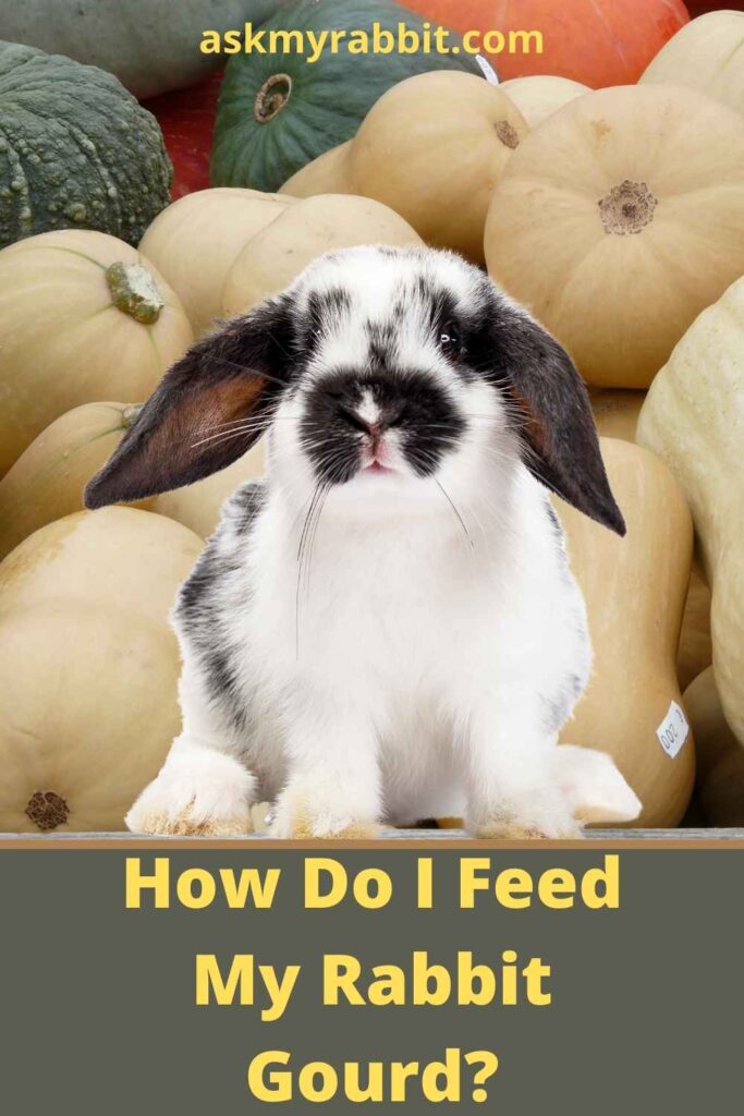 How Do I Feed My Rabbit Gourd?